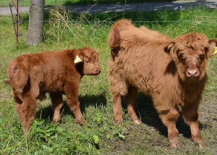Landgasthof Zur Tanne Hotel 2*