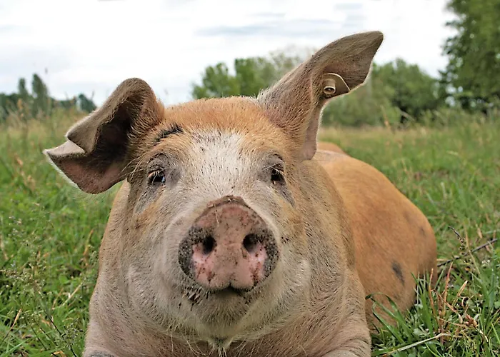 Hotel Landgasthof Zur Tanne Waltershausen